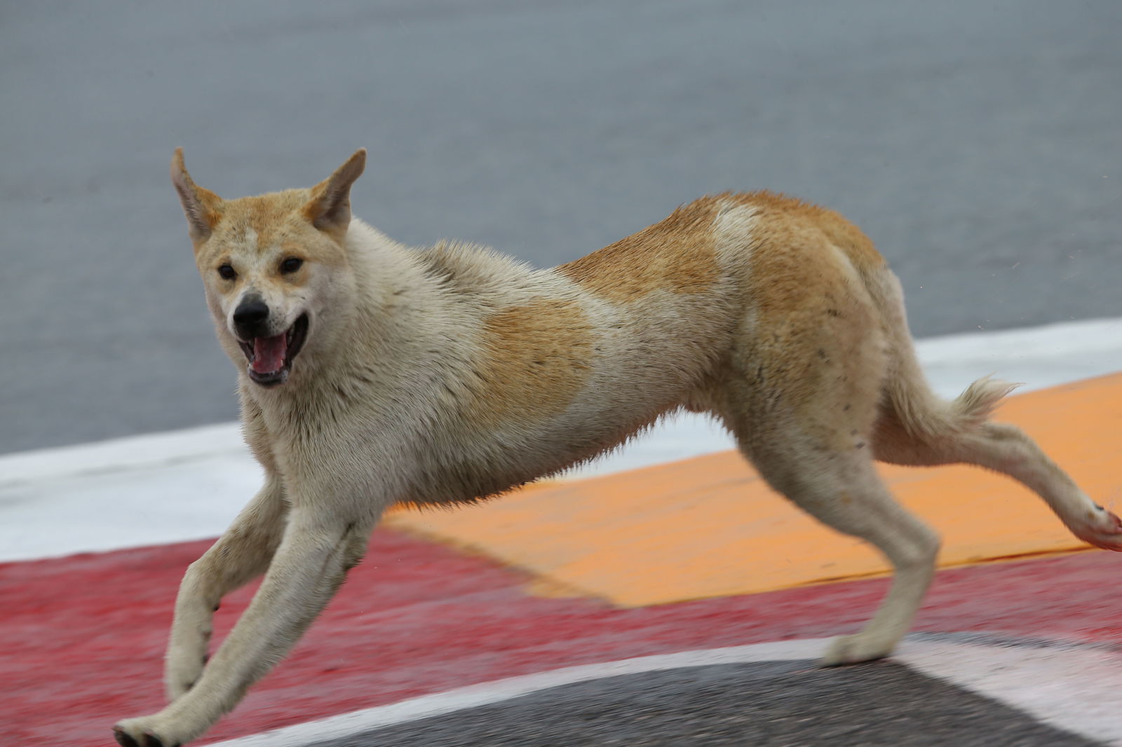 Grand Prix of the Americas - 6 Momen yang Mengesankan
