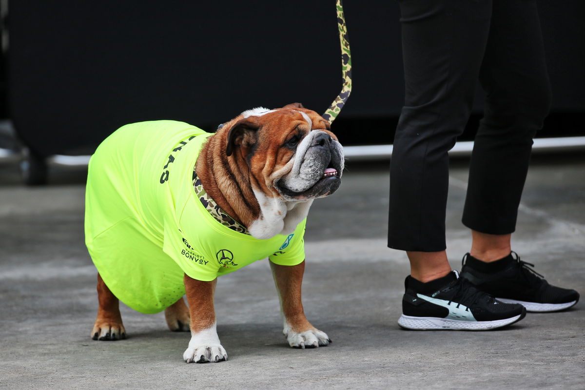 F1 paddock rallies around Lewis Hamilton after Roscoe’s tragic passing