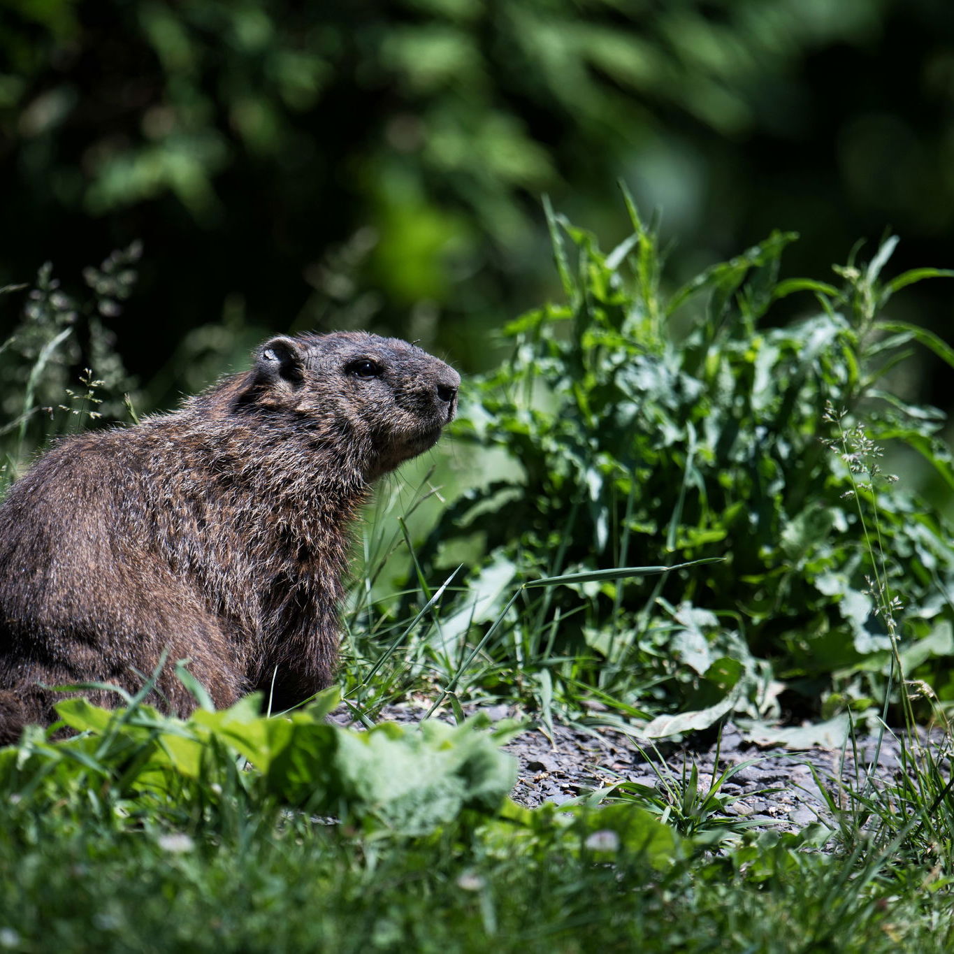 F1 Paddock Notebook - GP Kanada Sabtu