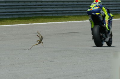 Rossi hits lizard!, Malaysian MotGP, 2005