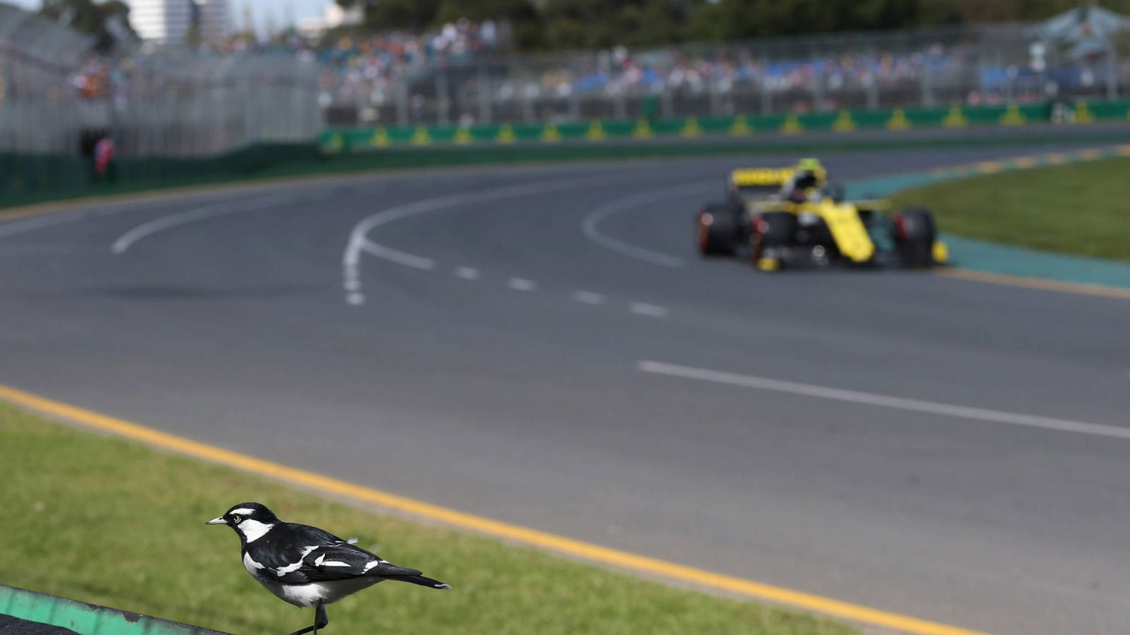 Ricciardo masih memahami 