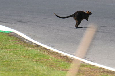 Kangaroo, MotoGP, Australian MotoGP, 14 October