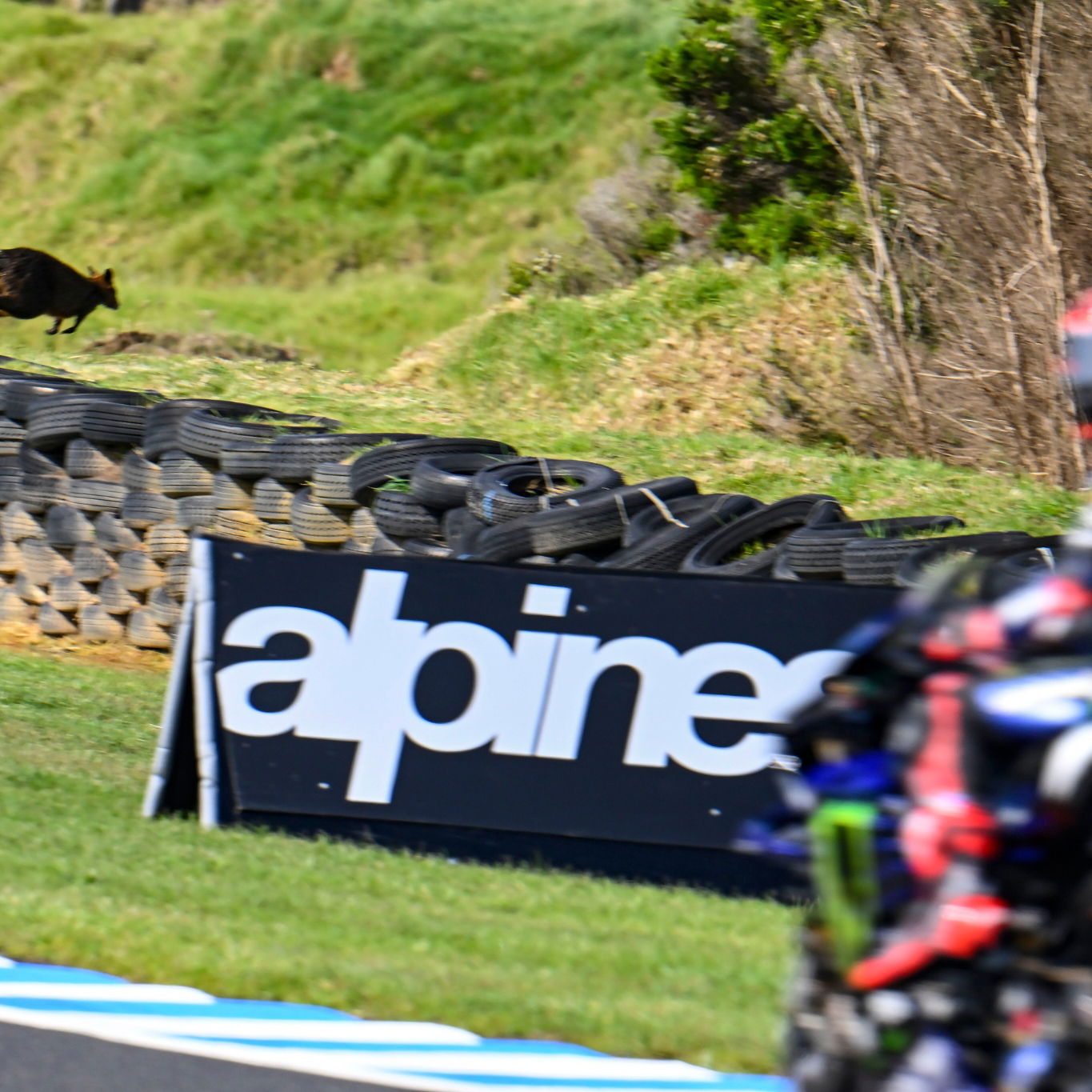 Wallaby on the track, Fabio Quartararo, MotoGP, Australian MotoGP 14 October