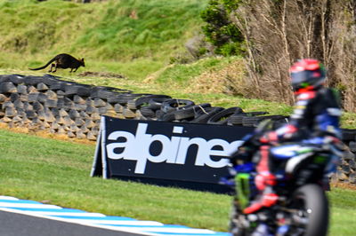 Wallaby on the track, Fabio Quartararo, MotoGP, Australian MotoGP 14 October