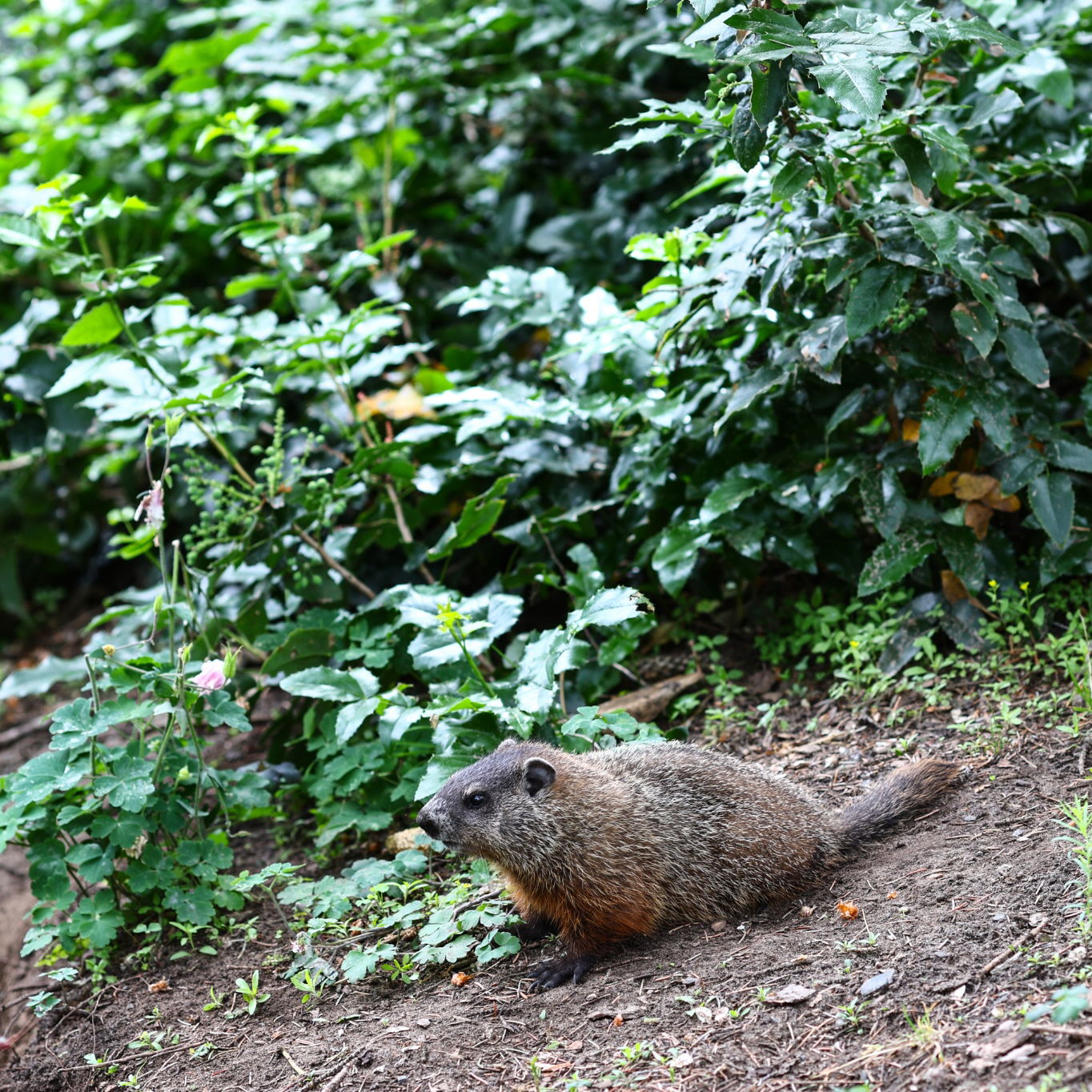 Track Atmosphere, groundhog Formula 1 World Championship, Rd 9, Canadian Grand Prix, Montreal, Canada, Preparation Day.-