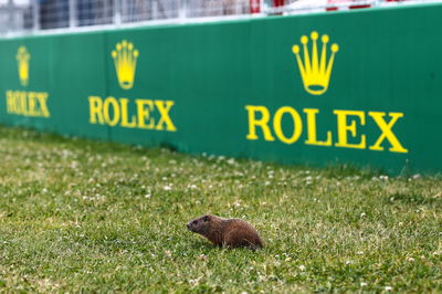 Track Atmosphere, groundhog Formula 1 World Championship, Rd 9, Canadian Grand Prix, Montreal, Canada, Preparation Day.-