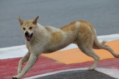 Grand Prix of the Americas - 6 Memorable Moments