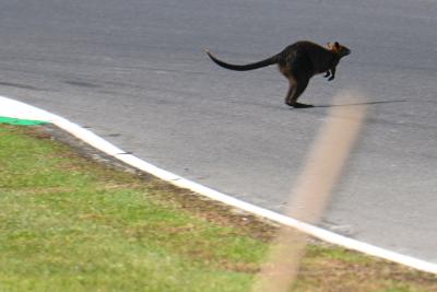 Kangaroo, MotoGP, Australian MotoGP, 14 October