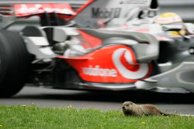 Groundhog, Canadian F1 Grand Prix, Montreal, 6th-8th, June,