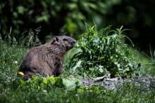 Groundhog Day: Why Montreal’s resident rodents are a notorious pest for F1