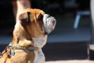 - Roscoe, the dog of Lewis Hamilton (GBR) Mercedes AMG F1